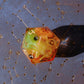 Citrus Soot Sprite Mega D20