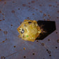 Soot Sprite D20